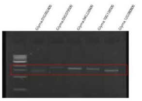 Specific primer PCR 검증