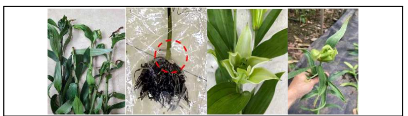 백합 대화병(가칭) 감염 의심되는 백합의 여러 가지 증상들과 균 분리 부분 (왼쪽 사진 빨간 원안)