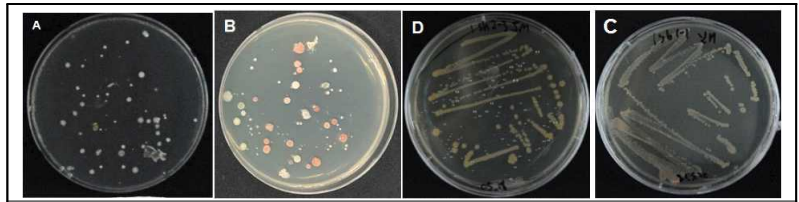 백합 대화병(가칭) 증상을 보이는 백합에서 분리한 여러 가지 형태의 세균 균총(A, B)과 각 분리균을 삼단 분리한 세균(C, D)
