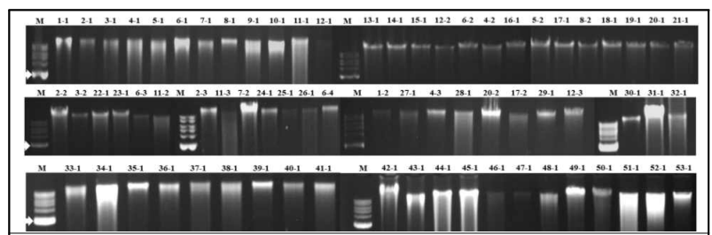 백합 대화병(가칭) 증상을 보이는 백합에서 순수분리한 세균 균총에서 추출한 total DNA 전기영동 결과 (M: marker, lane 1.1–118.1 분리 세균, 화살표: 5,000 bp)