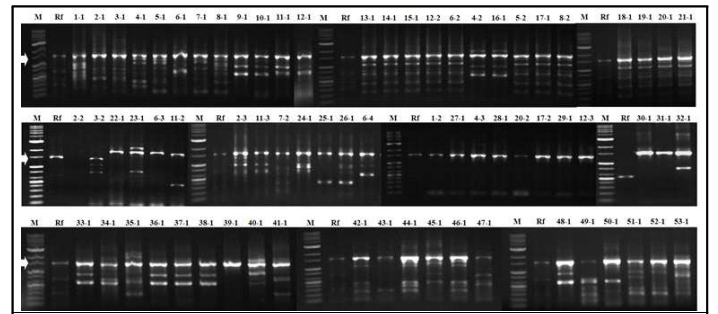 백합 대화병(가칭) 증상을 보이는 백합에서 분리한 여러 가지 형태의 세균의 total DNA를 universal primer 27F와 1492R를 이용하여 증폭한 전기영동 결 과 (M: marker-1kb, Rf: R. fascians, lane 1.1-118.1: 분리 세균, 화살표: 1,500bp)