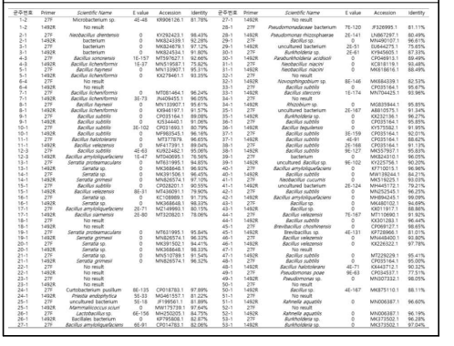 백합에서 분리한 세균을 universal primer 27F와 1492R로 증폭 한 후 blast 한 결과