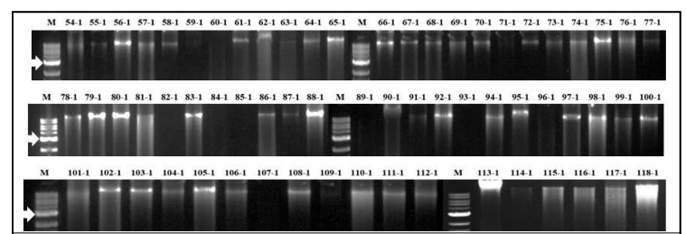 백합 대화병(가칭) 증상을 보이는 백합에서 순수분리한 세균 균총에서 추출한 total DNA 전기영동 결과 (M: marker, lane 1.1–118.1 분리 세균, 화살표: 5,000 bp)