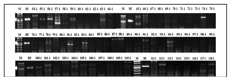 백합 대화병(가칭) 증상을 보이는 백합에서 분리한 여러 가지 형태의 세균의 total DNA를 백합대화병균 특이적 primer P450을 이용하여 증폭한 전기영동 결과 (M: marker-1kb, Rf: R. fascians, lane 54.1-118.1: 분리 세균, 화살표: 536bp)