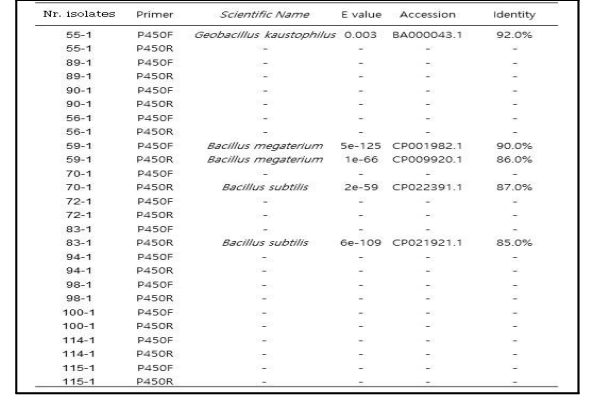 백합에서 분리한 세균을 백합대화병균 특이적 primer P450로 증폭 한 후 blast 한 결과