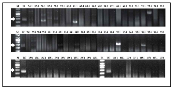 백합 대화병(가칭) 증상을 보이는 백합에서 분리한 여러가지 형태의 세균의 total DNA를 제2세부 과제에서 개발한 primer RS02785를 이용하여 증폭한 전기영동 결과 (M: marker-1kb, Rf: R. fascians, lane 54.1-118.1: 분리 세균, 화살표: 258bp)