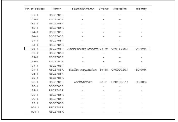 백합에서 분리한 세균을 개발한 primer RS02785로 증폭 한 후 blast 한 결과