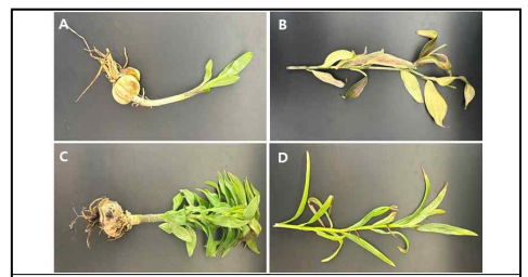 강원도 지역인 초시길 99 (A), 왕산로 1245 (B), 박월길 71-638 (C), 김유정로 159-21 (D) 에서 채집한 백 합대화병 의심 증상을 보이는 백합