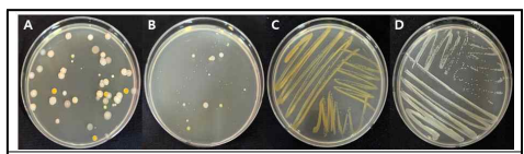 강원도 농가에서 백합세균병 증상을 보이는 백합에서 분리한 여러 가지 형태의 세균 균총(A, B)과 각 분리균을 삼단 분리한 세균(C, D)