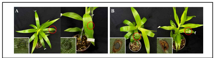 백합 잎에 상처를 낸 후 살균수 (A)와 제주에서 분리한 R. fascians 3AF-1 (1.0 x 108 cfu/ml) 현탁액(B)을 접종하고 4일 후 백합. 각 사진 왼쪽 아래는 접종 부위를 확대 한 모습