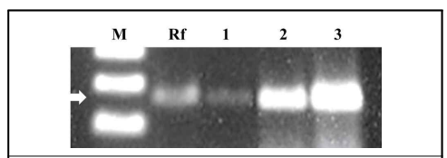 백합에 R. fascians 3AF-1를 상처 접종한 부위에서 분리한 세균을 primer set RS02785를 이용하여 증폭한 전기영동 사진. M: 1kb ladder, Rf: R. fascians, Lanes 1-3: 재분리한 세균 균주, 화살표=247bp