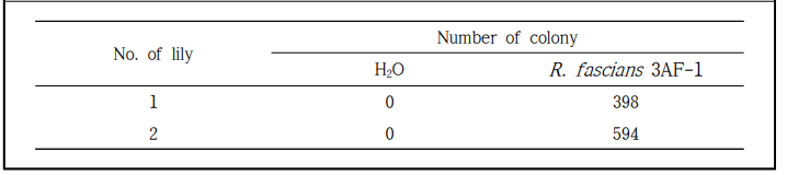 살균수와 제주에서 분리한 R. fascians 3AF-1 (1.0 x 108 cfu/ml) 현탁액을 상처 접종한 백합 잎 부위에서 분리한 세균 균총 수