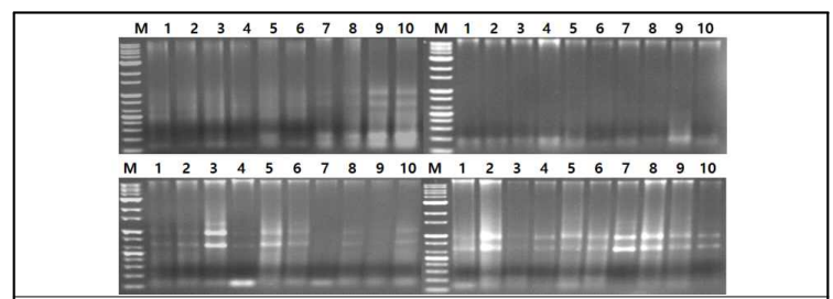 당근 재배지에서 채취한 토의 현탁액에서 분리한 total DNA 전기영동 결과 (M: marker-1kb, lane 1–10 분리 토양)