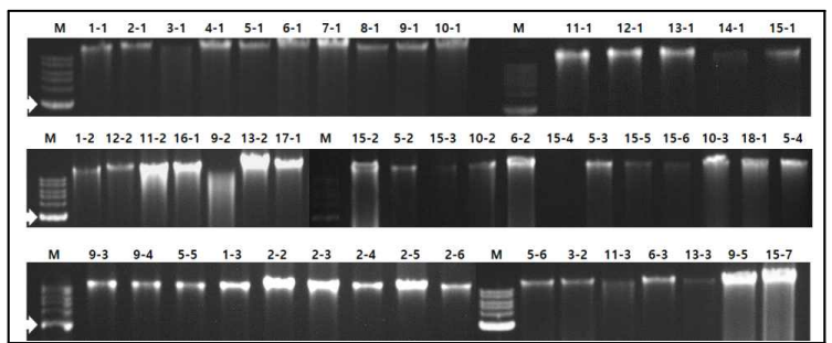 당근 재배지에서 채취한 토양의 현탁액에서 분리한 여러 가지 형태의 세균 균총 total DNA 전기영동 결과 (M: marker, lane 1.1–15-7: 분리 세균, 화살표: 5,000bp)