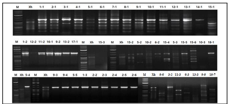 당근 재배지에서 채취한 토양의 순수 분리한 세균으로부터 추출된 DNA를 universal primer 27F, 1492R를 이용하여 PCR 증폭한 전기영동 결과 (M: marker-1kb, Xh: X. hortorum pv. carotae)
