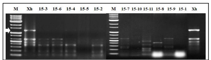 당근세균잎마름병균 X. hortorum pv. carotae를 타겟으로하여 특이적으로 증폭시키는 specific primer XhcPP03를 이용하여 PCR 증폭한 전기 영동 결과 (M: marker, Xh: X. hortorum pv. carotae, lane 1–15.7: 분리 세균, 화살표: 1,266 bp)