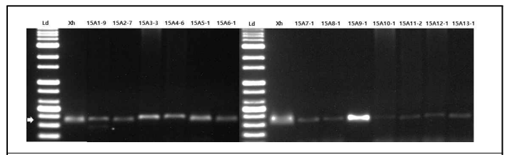 당근세균잎마름병균 X. hortorum pv. carotae를 타겟으로하여 특이적으로 증폭시키는 specific primer 3S를 이용하여 PCR 증폭한 전기 영동 결과 (M: marker, Xh: X. hortorum pv. carotae, lane 15A1-9~15A13-1: 분리 세균, 화살표: 350bp)