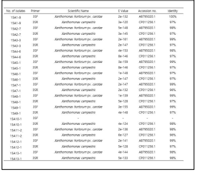 당근 재배지 토양에서 분리한 세균을 specific primer 3S로 증폭한 후 blast한 결과