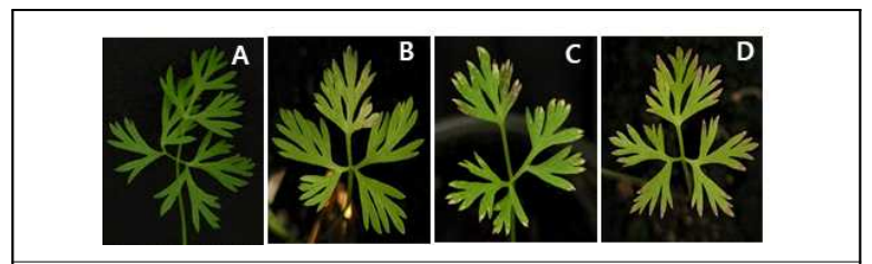 살균수 (A)와 당근세균잎마름병균을 2.5 x 106 (B), x 107 (C), x 108 (D) cfu/ml로 당근 잎에 분무 접종 한 다음 3주 후 병 발생 모습