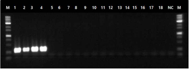 PCR amplification of the hypothetical protein with the primers. Lane M is the size marker (1 kb DNA plus ladder; Gibco BRL) while lanes 1 and 4 were R. fascians strains, lanes 5 to 18 were included strains from other Rhodococcus, and Nocardia species as listed in Table 4 and lane 19 was a negative control (distilled water)