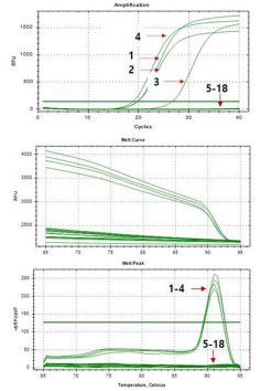 Real-time PCR of a hypothetical protein from Rhodococcus fascians using species-specific RS02785-257F/R primer set. lanes 1-4 listed in Table 1. The melt-peak results revealed amplified product at a melting temperature (Tm) of approximately 91.0℃