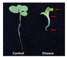 R. fascians가 접종된 병든 담배 기주시료. Control, water 처리구; Disease, R. fascians 접종. 병징 부위를 붉은색 화살표로 표시 (잎 변형, 줄기 비대, 뿌리생육 억제)