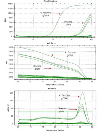 The result of real-time PCR for the species-specific detection of R. fascians in samples of diseased tabacco plants