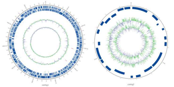 Contig1의 원형지도 (좌:contig 1, 우: contig 2)