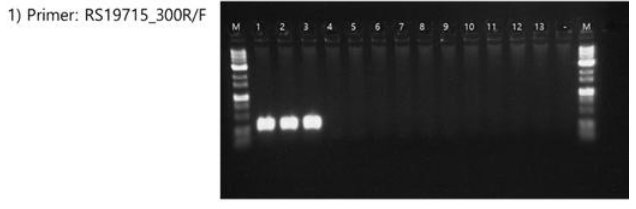 PCR amplification of the hypothetical protein with the primers. Lane M is the size marker (1 kb DNA plus ladder; Gibco BRL) while lanes 1 and 3 were X. hortorum pv. carotae strains, lanes 4 to 13 were included strains from other Xanthomonas species as listed in Table 13 and lane 14 was a negative control (distilled water)