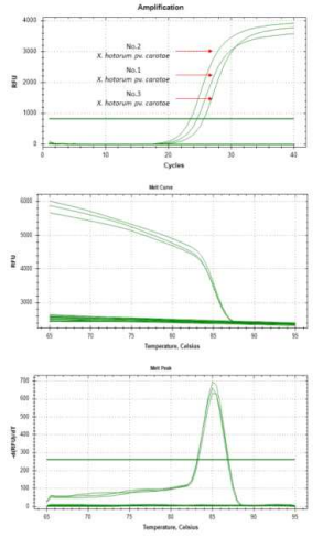 Real-time PCR of a hypothetical protein from X. hortorum pv. carotae using species-specific RS19715-300F/R primer set. lanes 1-3 listed in Table 11. The melt-peak results revealed amplified product at a melting temperature (Tm) of approximately 85.0℃