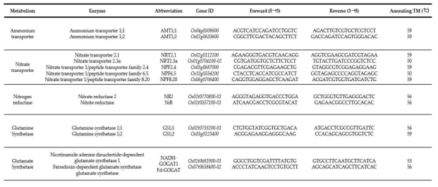 선발된 질소 흡수/동화 관련 유전자 및 qRT-PCR을 위한 프라이머 설계