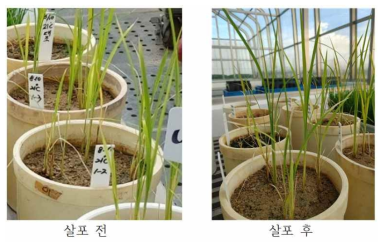 MgCl2 살포 전(11월30일)과 살포 후(12월 1일)의 벼 새잎 양상