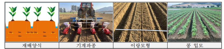 콩 재배 양식