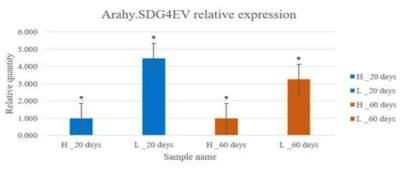 qRT-PCR을 이용한 유전자 발현분석. H(GWP174)와 L(GWP411) 유전자원에 대한 2 후보유전자 (Arahy.X7LG4K and Arahy.SDG4EV)의 발현분석