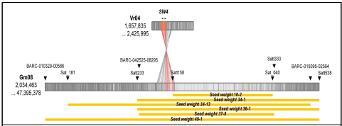 SW4와 콩 유전체 사이의 synteny. 회색선은 녹두와 콩 genome 사이의 synteny를 나타냄 빨간색선은 SW4 내에 있으면서 동시에 콩 genome에도 synteny가 있는 유전자를 나타냄