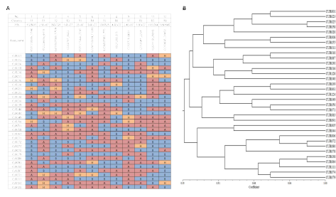 무 핵심집단 33 자원에 KASP용 12개 SNP 분자표지를 적용한 결과. A. Genotyping 결과 작성한 유전형 매트릭스; B. 유전형 매트릭스에 대한 UPGMA clustering 분석