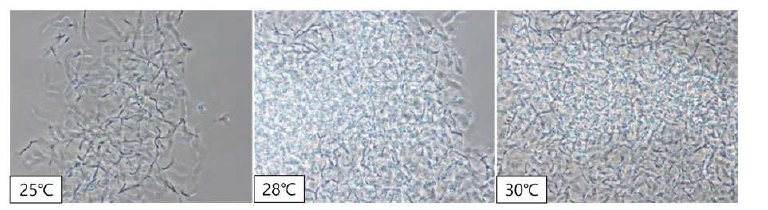 SP6C4의 배양온도별 Bioreactor 배양액 현미경분석 결과(×1,000).