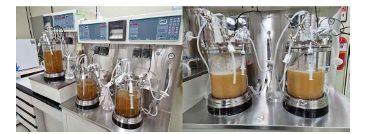 SP6C4의 Lab scale 배양확립을 위한 Jar-fermenter 시스템.