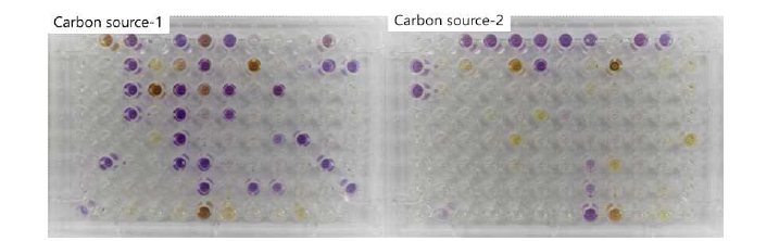 SP6C4의 영양원(Carbon source) 최적화 스크리닝 결과.