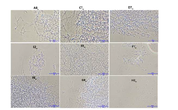 SP6C4의 영양원(Carbon source-2) 최적화 스크리닝 현미경관찰 결과(×400).