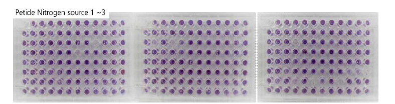 SP6C4의 영양원(Peptide Nitrogen source) 최적화 스크리닝 결과.