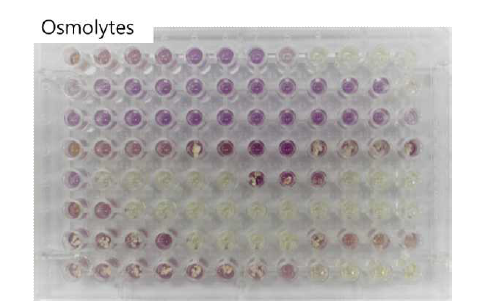 SP6C4의 osmolytes 최적화 스크리닝 결과.