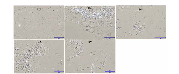 SP6C4의 영양원(Osmolytes) 최적화 스크리닝 현미경관찰 결과(×400).