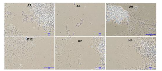 SP6C4의 영양원(pH) 최적화 스크리닝 현미경관찰 결과(×400).