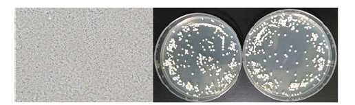 SVM-SP6-M1 배지를 활용한 SP6C4의 Jar-fermenter 배양 결과.