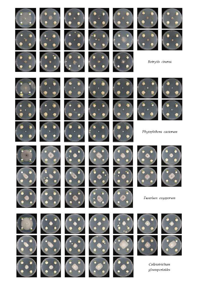 식물 진균 병원균에 대한 72종 시료의 항진균력 검증.
