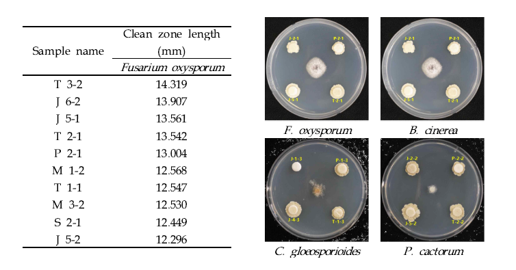 SP6C4 배양시료의 Fusarium oxysporum에 대한 항진균력 검증(좌) 및 기타 병해 항진균력 검증.