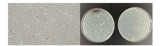 SVM-SP6-M2 배지를 활용한 SP6C4의 Jar-fermenter 배양 결과.