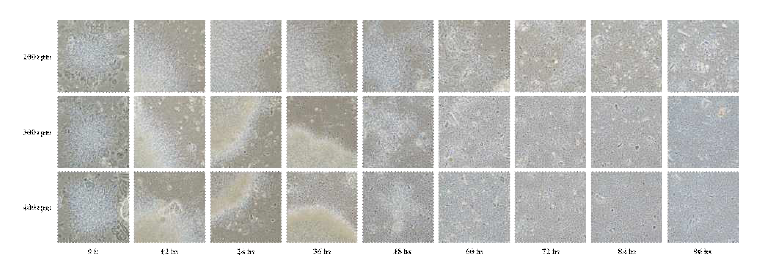 SP6C4의 Jar-fermenter 배양 최적화 agitation 조건별 현미경 관찰 결과(×400).