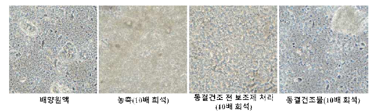 SP6C4의 연속원심분리기(Disk type)농축, 동결건조보조제 혼합 및 동결건조 후 현미 경 관찰 결과(×400).